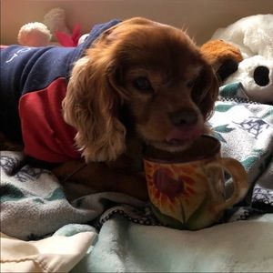 Why Do I Posh? Hello, I'm Kristin 💕🐾💕